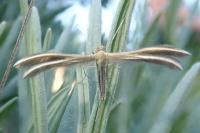 Merrifieldia spicidactyla
