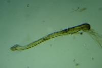 Merrifieldia spicidactyla
