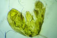Merrifieldia spicidactyla