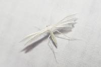 Pterophorus pentadactylus