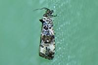 Endothenia