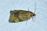 Epagoge grotiana