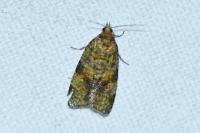 Epagoge grotiana