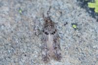 Teleiopsis bagriotella
