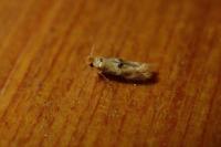 Bucculatrix ulmella