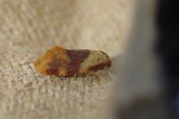 Diceratura ostrinana
