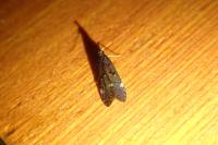 Dichomeris alacella