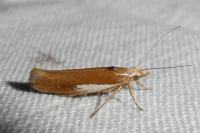 Ypsolopha parenthesella