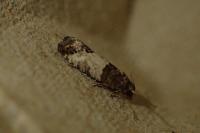 Spilonota ocellana
