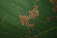 Cameraria ohridella