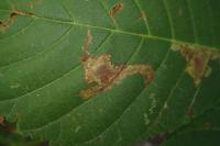 Cameraria ohridella
