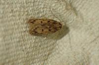 Hofmannophila pseudospretella