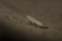 Ptocheuusa paupella