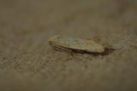 Ptocheuusa paupella