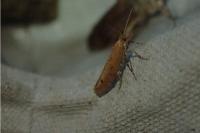 Ypsolopha ustella