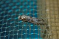 Scythropia crataegella
