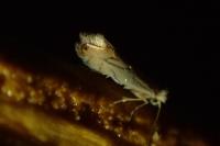 Phyllonorycter harrisella