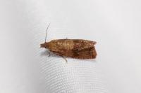 Celypha striana