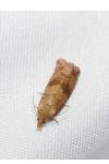 Celypha striana