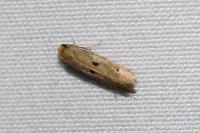 Tinea trinotella