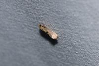 Tinea trinotella