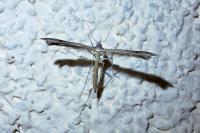 Stenoptilia
