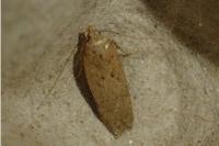 Bryotropha terrella