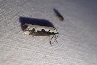 Ethmia bipunctella