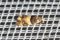 Lobesia bicinctana