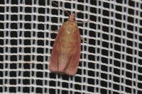 Celypha rosaceana