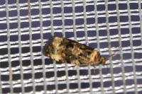 Endothenia