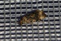 Endothenia