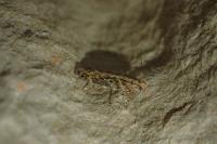 Scrobipalpa ocellatella