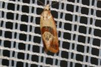 Cochylis roseana