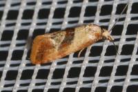 Cochylis roseana