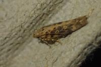 Scrobipalpa ocellatella