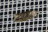 Epinotia cinereana
