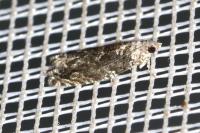 Epinotia cinereana