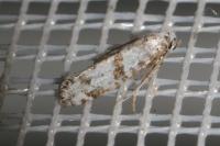 Scythropia crataegella