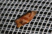 Ditula angustiorana