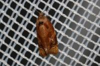 Ditula angustiorana
