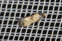 Neocochylis dubitana