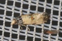 Neocochylis dubitana