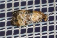 Phalonidia curvistrigana