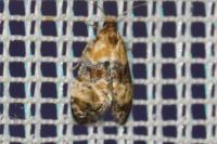 Phalonidia curvistrigana