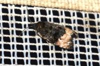 Metendothenia atropunctana