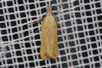 Dichomeris limosella