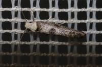 Paraswammerdamia albicapitella