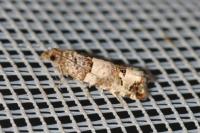 Notocelia incarnatana