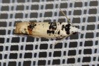 Eucosma campoliliana
